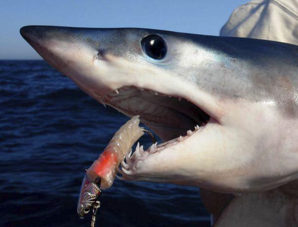Mako meetings planned
